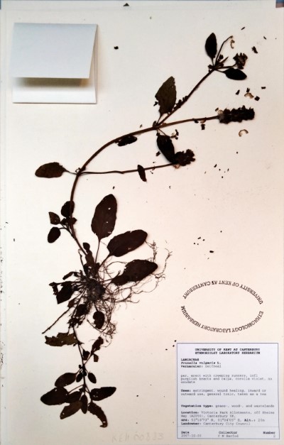 CMB02 Prunella vulgaris L.