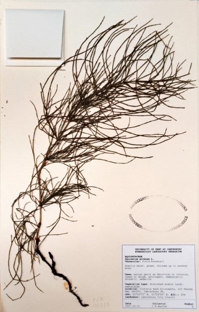 CMB08 Equisetum arvense L.