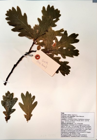 EMQ01 Quercus spp.