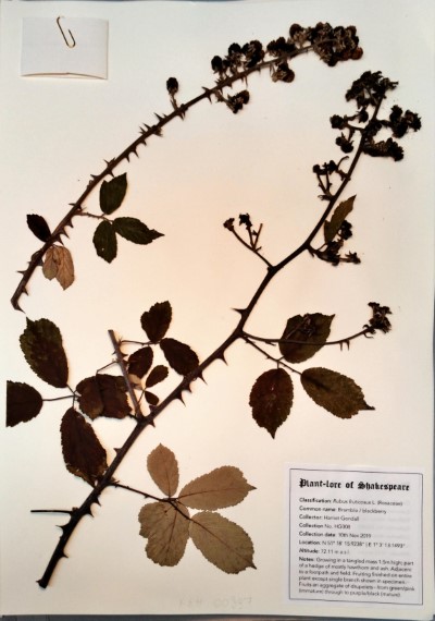HG008 Rubus fruticosus L.