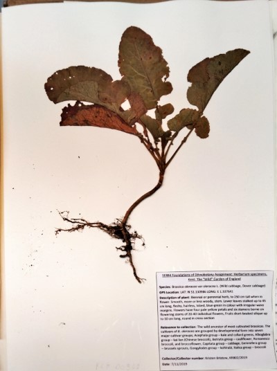 KRB02 Brassica oleracea var. oleracea L.