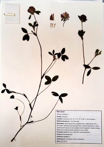 BG05 Trifolium pratense L.