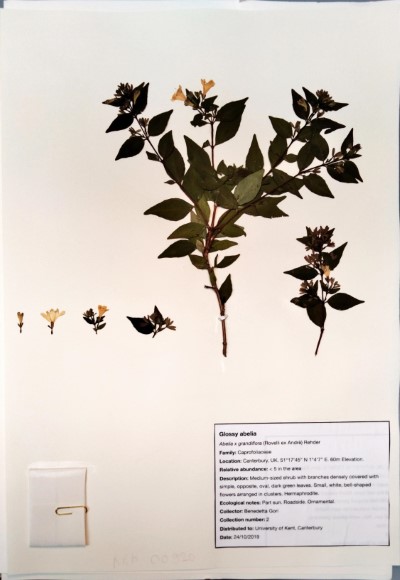 BG02 Abelia x grandiflora (Rovelli ex Andrè) Rehder