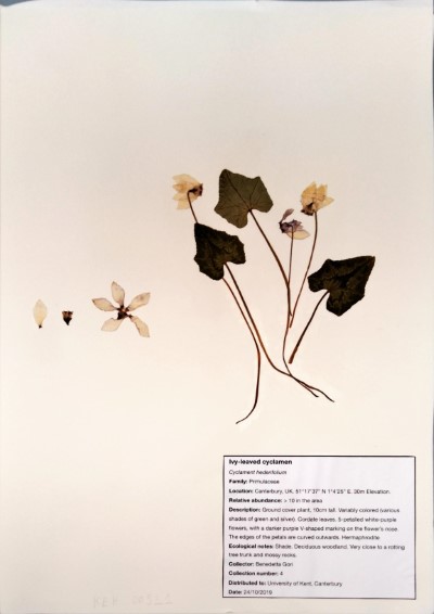 BG04 Cyclamen hederifolium Aiton