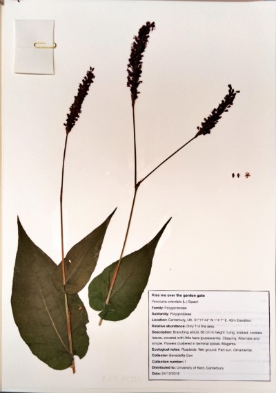 BG01 Persicaria  orientalis (L.) Spach
