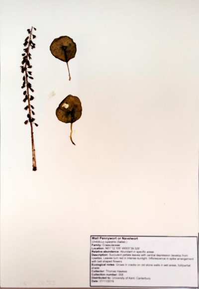 TH008 Umbilicus rupestris (Salisb.) Dandy