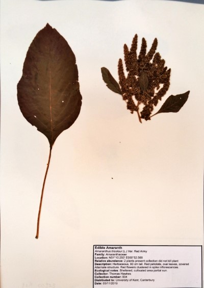 TH004 Amaranthus tricolor var. “Red Army” L.