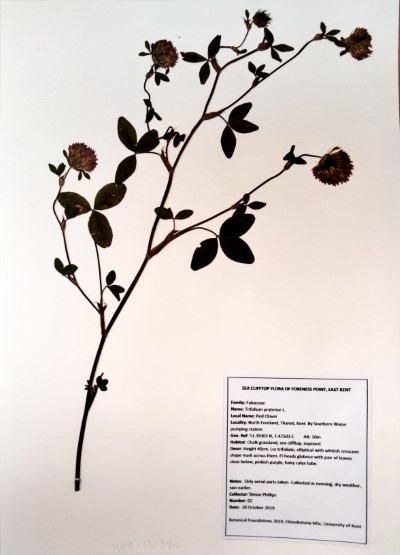 SPH02 Trifolium pratense L.