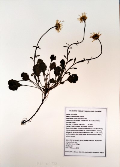 SPH04 Leucanthemum vulgare (Vaill.) Lam.