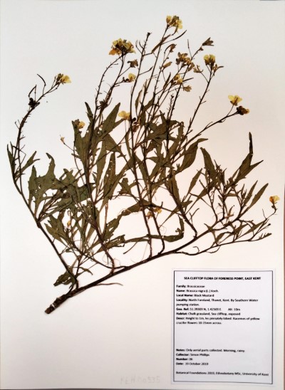 SPH06 Brassica nigra (L.) Koch