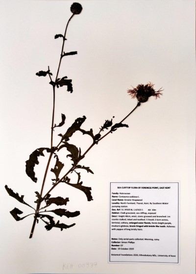 SPH07 Centaurea scabiosa L.