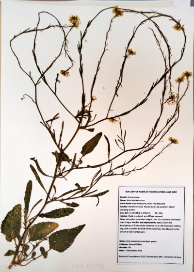 SPH09 Hirschfeldia  incana (L.) Lagr.-Foss.