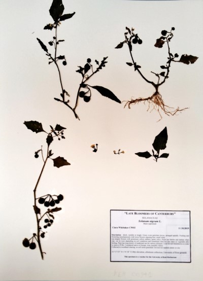 CW03 Solanum nigrum L.