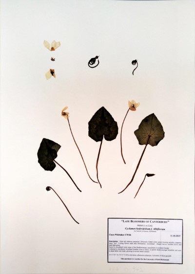 CW04 Cyclamen hederifolium var. hederifolium f. albiflorum Aiton