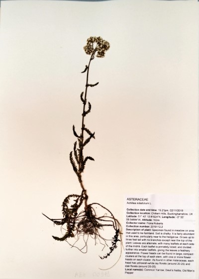 FRB112.2 Achillea millefolium L.