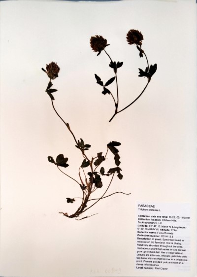 FRB112.3 Trifolium pratense L.