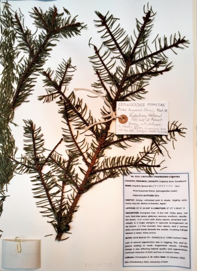 CDMH1 Picea koyamae Shiras.