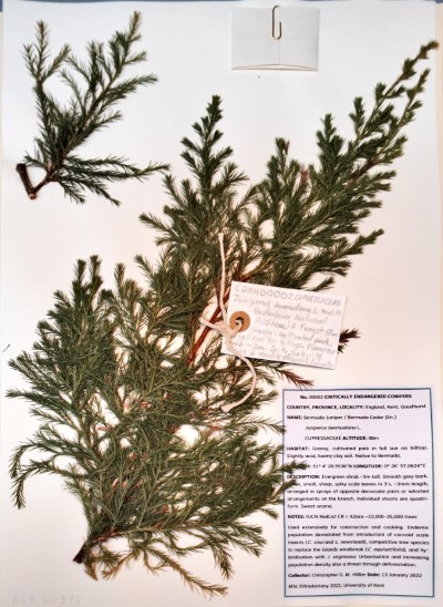 CDMH2 Juniperus bermudiana L.