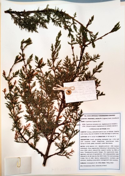 CDMH8 Cupressus arizonica var. stephensonii (C.B. Wolf) Little