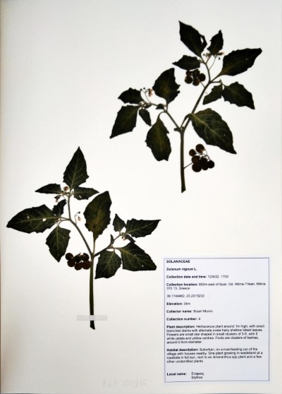 SM04 Solanum nigrum L.