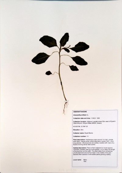 SM10 Amaranthus blitum L.