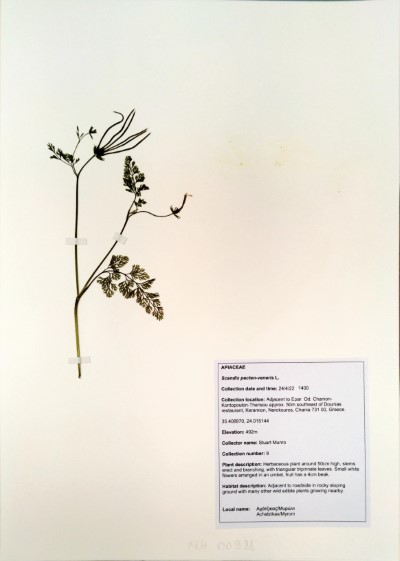 ZEF5 Pistacia lentiscus L.