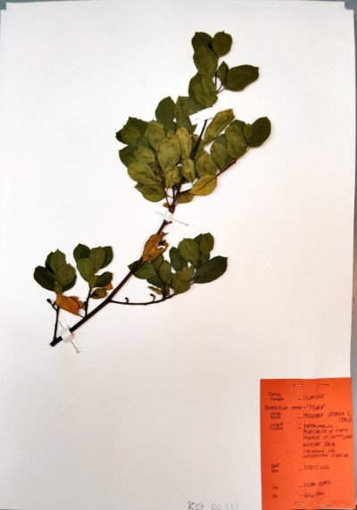 ZEF6 Phyllirea latifolia L.